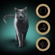 SHEBA Delicacy Fishy Flavours in jelly - wet cat food - 80x 85g DLZSHBKMK0037 – Sheba Храна за котки