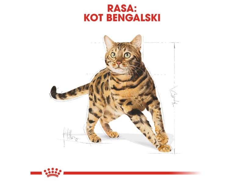 ROYAL CANIN FBN Bengal Adult - dry cat food - 10kg DLZROYKSK0022 – Royal Canin Храна за котки