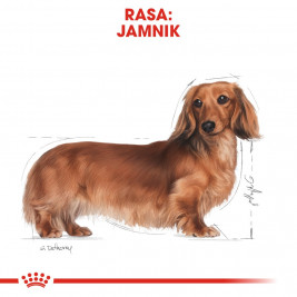 ROYAL CANIN Dachshund Adult - dry dog food - 7,5 kg