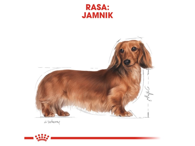 ROYAL CANIN Dachshund Adult - dry dog food - 7,5 kg AMABEZKAR1968 – Royal Canin Храна за кучета