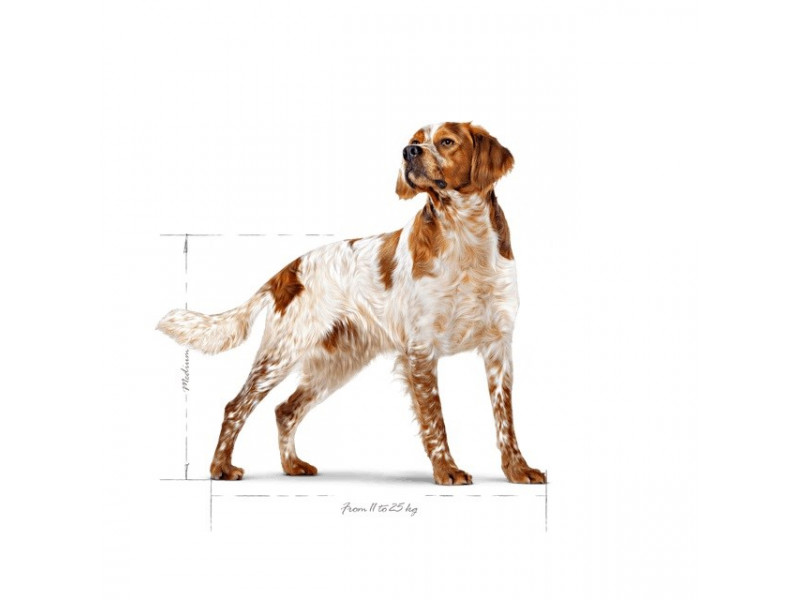 ROYAL CANIN SHN Medium Adult - dry dog food - 15kg ROYAL CANIN SHN Medium Adult - dry dog food - 15kg