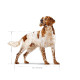 ROYAL CANIN SHN Medium Adult - dry dog food - 15kg ROYAL CANIN SHN Medium Adult - dry dog food - 15kg