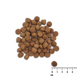 VET EXPERT Raw Paleo Healthy Grain Puppy Salmon and barley - dry dog ​​food - 10 kg