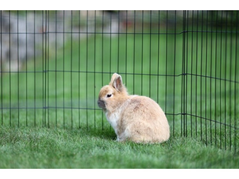 KERBL Run, large 8-piece modular playpen for dogs, cats, rabbits and rodents - 57x78 cm DLZKERDSU0001 – KERBL Легла, постелки и къщички