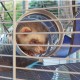 FERPLAST Furet Tower - Cage 57063414 – FERPLAST Клетки и хранилки