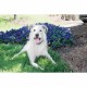 Яка против отблясъци PetSafe