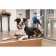 Яка против отблясъци PetSafe Син