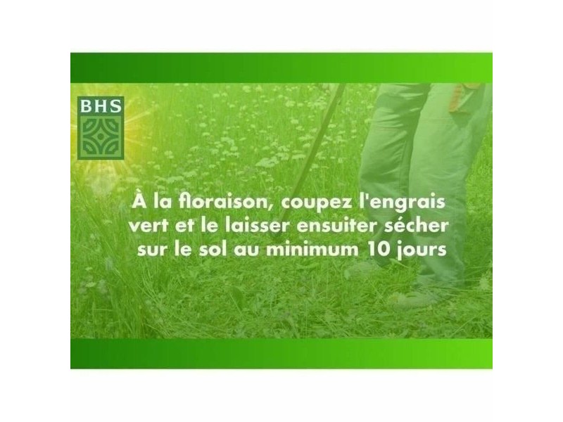 Семена BHS Trèfle Blanc 500 g