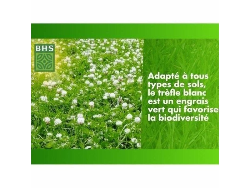 Семена BHS Trèfle Blanc 500 g