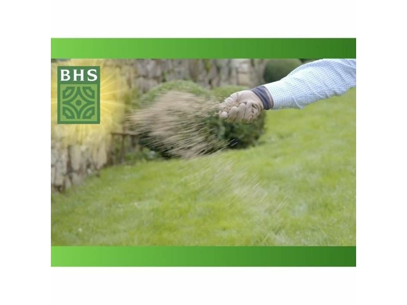 Семена BHS