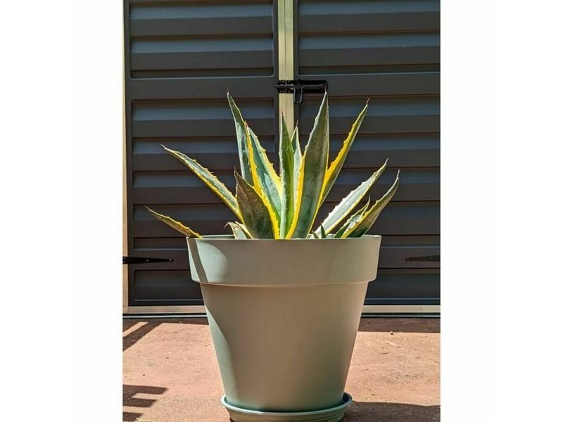 Саксия Riviera Зелен Ø 50 cm
