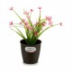 Саксия Stefanplast Пластмаса 14 x 13 x 14 cm (12 броя)