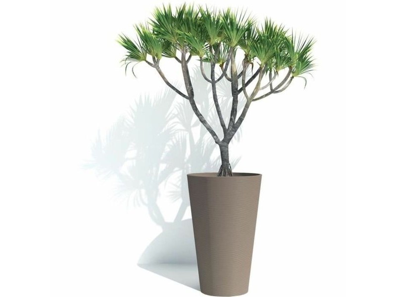 Саксия Garden ID