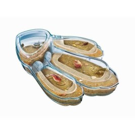 Научна Игра Clementoni Triops Les animaux préhistoriques FR