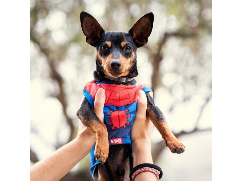 Кучешка Тениска Spider-Man Червен