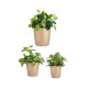 Комплект Саксии за цветя Ibergarden Бежов Глина Cónica Ø 14 cm Ø 22 cm Ø 17 cm 22 x 21 x 22 cm 3 Части