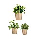 Комплект Саксии за цветя Ibergarden Бежов Глина Cónica Ø 14 cm Ø 22 cm Ø 17 cm 22 x 21 x 22 cm 3 Части