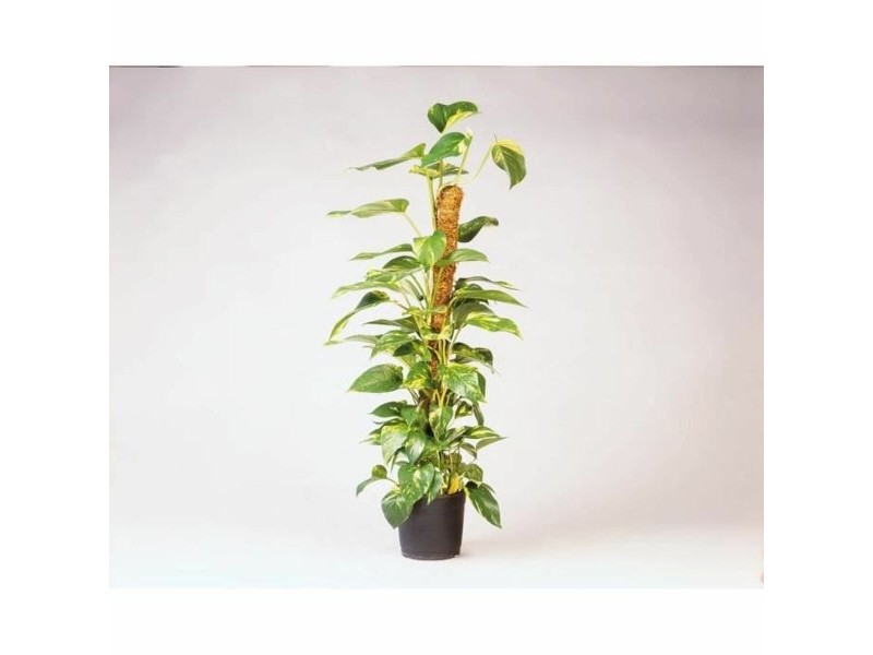 Поставка за Саксия Nature