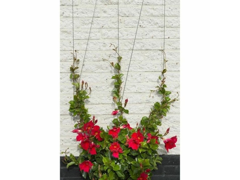 Сепаратор Nature Сив Метал