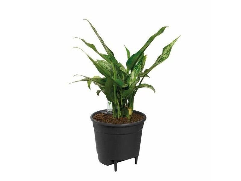Саксия за самостоятелно поливане Elho Insert 28 Черен Пластмаса 27,7 x 27,7 x 25,5 cm