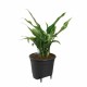 Саксия за самостоятелно поливане Elho Insert 28 Черен Пластмаса 27,7 x 27,7 x 25,5 cm