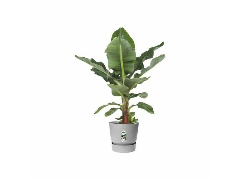 Саксия Elho Greenville Ø 24,48 cm Пластмаса
