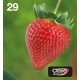 Оригиална касета за мастило Epson Multipack 4-colours 29 EasyMail NaN –  BB Касети с мастило