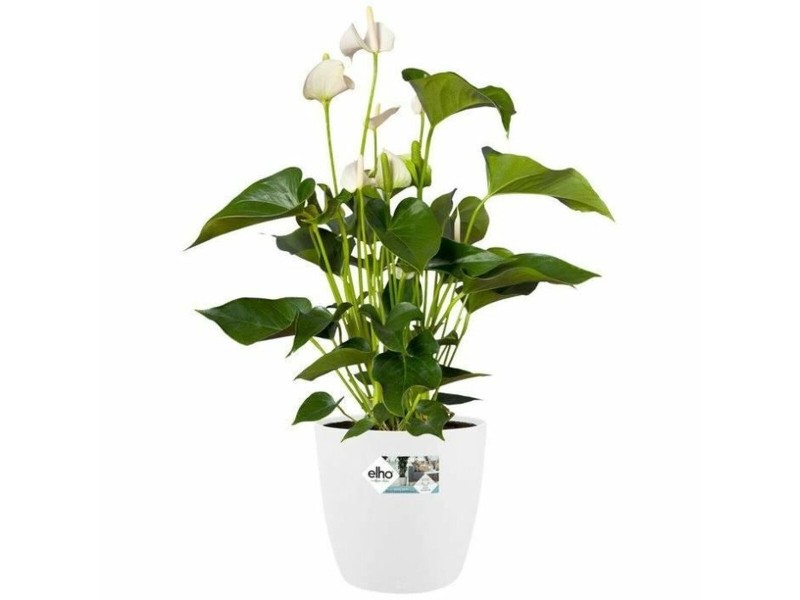 Комплект Саксии за цветя Elho Бял Пластмаса Кръгъл 2 Части NaN –  BB Саксии