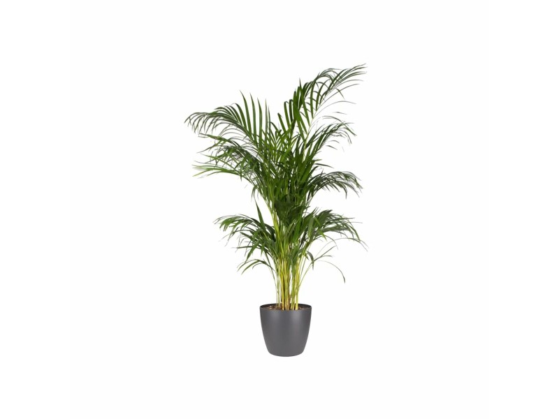 Комплект Саксии за цветя Elho Сив Пластмаса Кръгъл 2 Части NaN –  BB Саксии