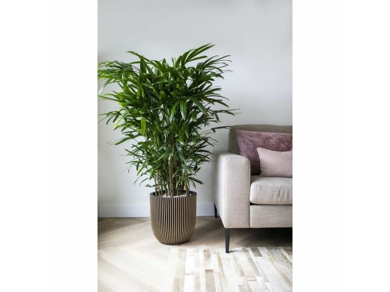 Саксия Capi Europe GROVVE Черен Златен Пластмаса Ø 43 cm NaN –  BB Саксии