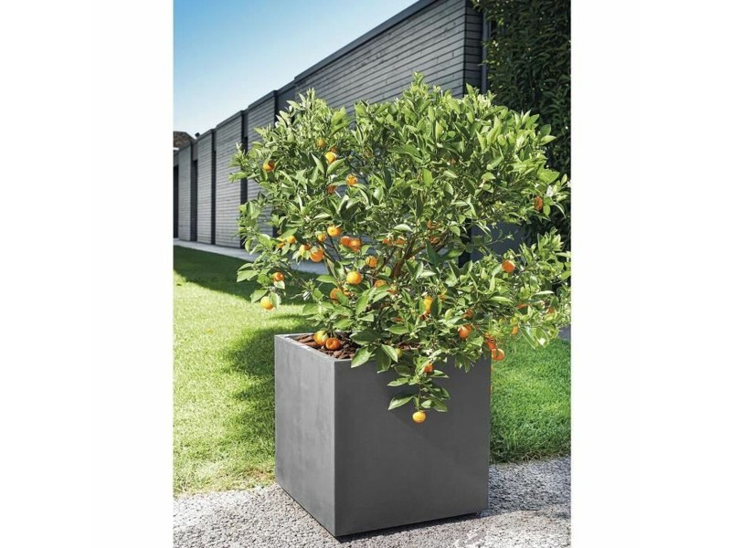 Саксия Deroma NaN –  BB Саксии