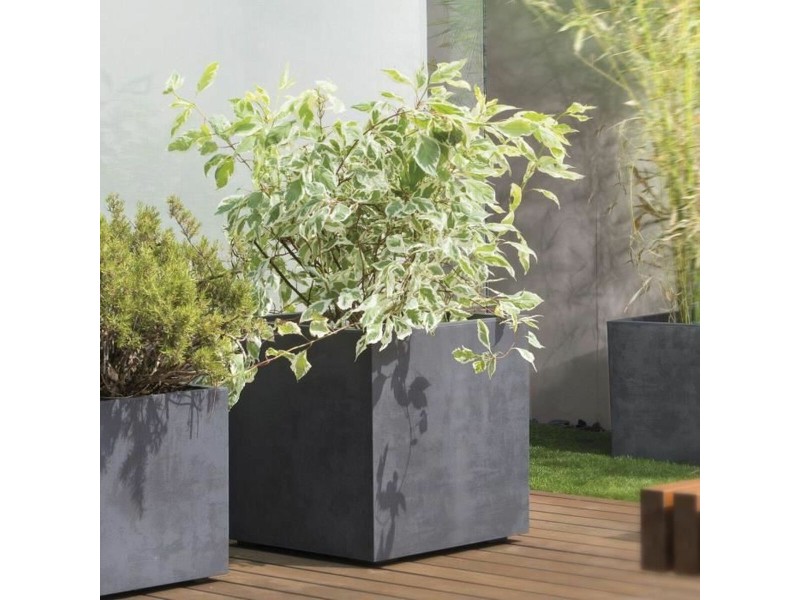 Саксия Deroma NaN –  BB Саксии