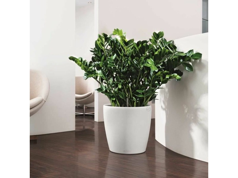 Саксия Lechuza Бял полипропилен Кръгъл NaN –  BB Саксии