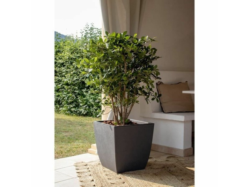 Саксия EDA NaN –  BB Саксии