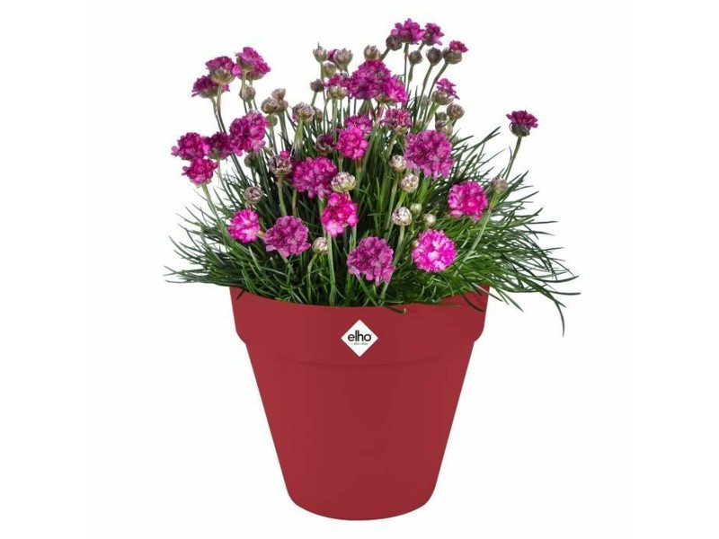 Саксия Elho NaN –  BB Саксии