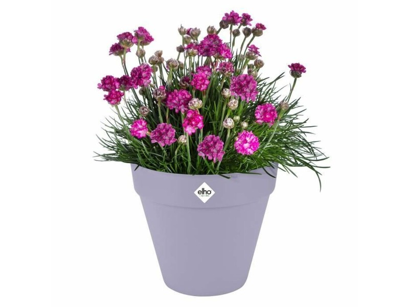 Саксия Elho NaN –  BB Саксии