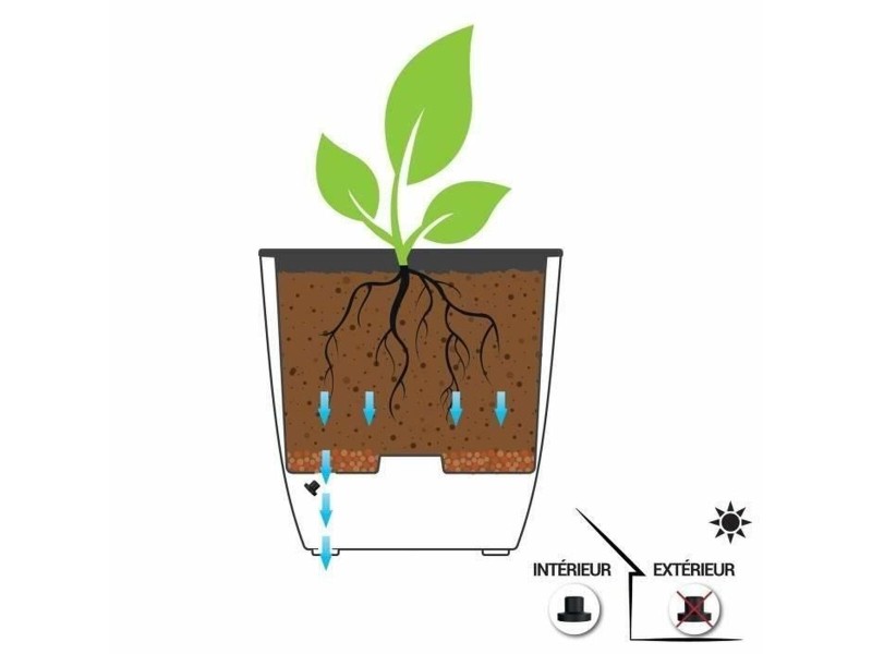 Саксия EDA NaN –  BB Саксии