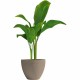 Саксия Garden ID Тъмнокафяв 30 x 26 cm NaN –  BB Саксии