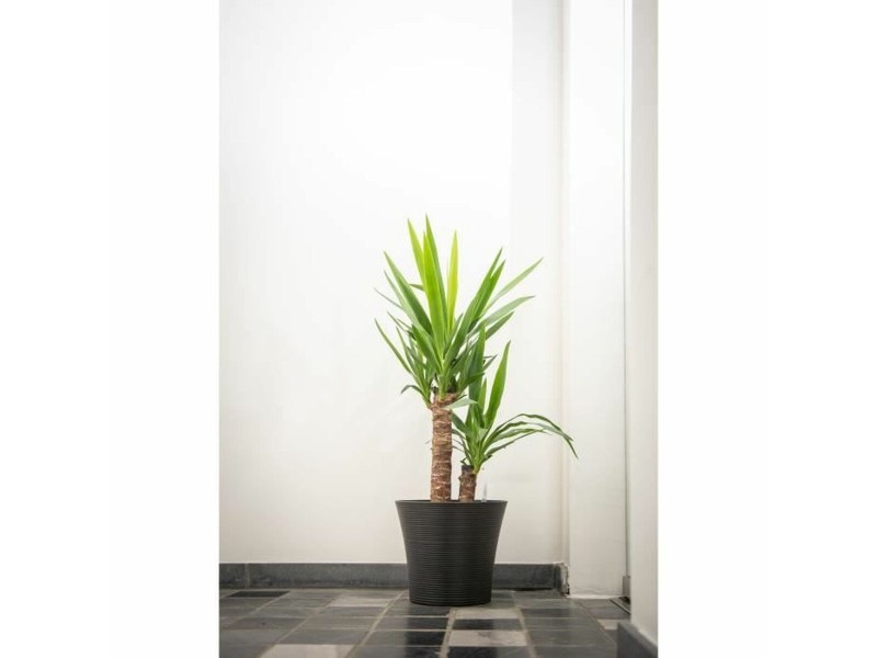 Саксия Garden ID Черен 30 x 27 cm NaN –  BB Саксии