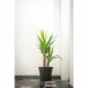 Саксия Garden ID Черен 30 x 27 cm NaN –  BB Саксии