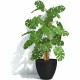 Саксия Garden ID Черен 40 x 31 cm NaN –  BB Саксии