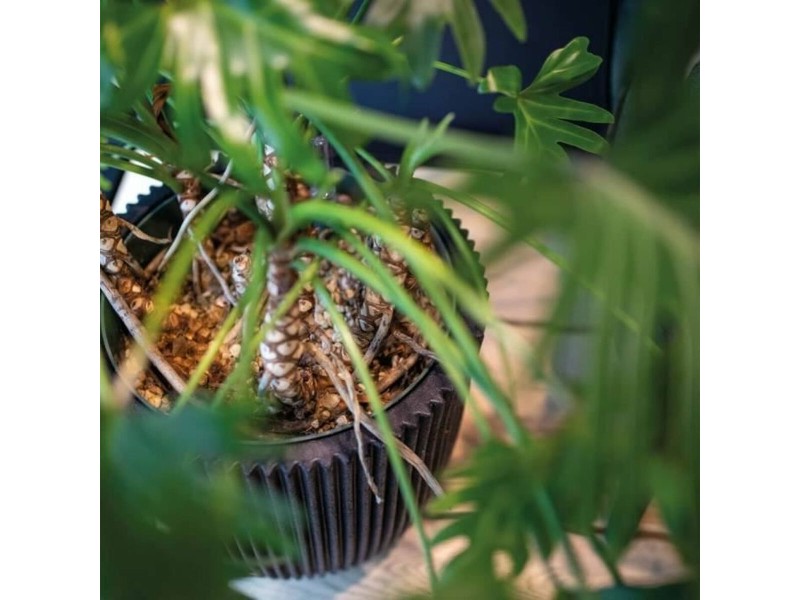 Саксия Capi Europe Черен Пластмаса Кръгъл NaN –  BB Саксии