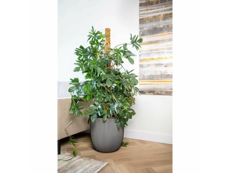 Саксия Capi Europe Пластмаса Ø 43 cm NaN –  BB Саксии