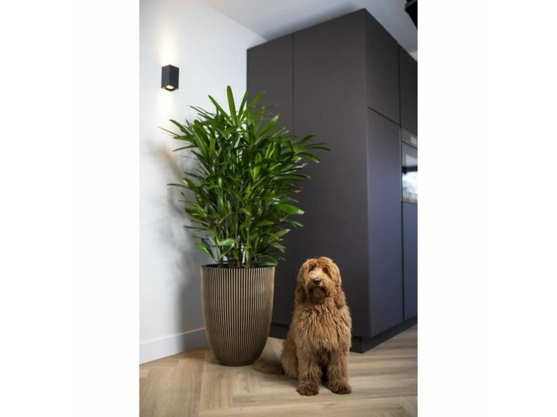 Саксия Capi Europe Златен Пластмаса Кръгъл Ø 27 cm NaN –  BB Саксии