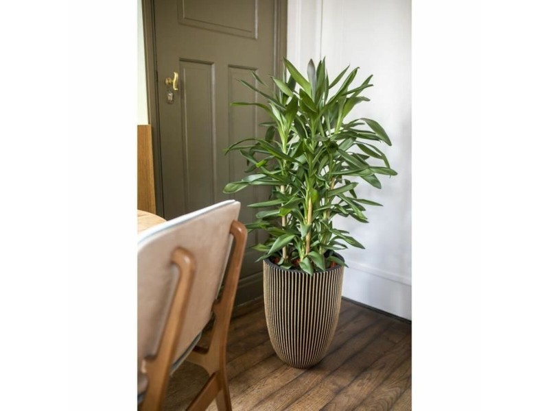 Саксия Capi Europe Златен Пластмаса Кръгъл Ø 27 cm NaN –  BB Саксии