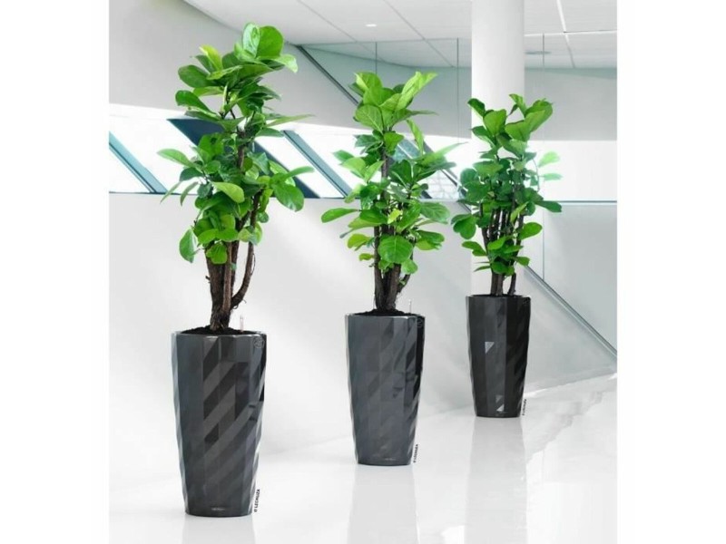 Саксия Lechuza Сив Пластмаса (1 броя) NaN –  BB Саксии