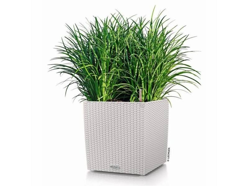 Саксия Lechuza 50 x 50 cm NaN –  BB Саксии