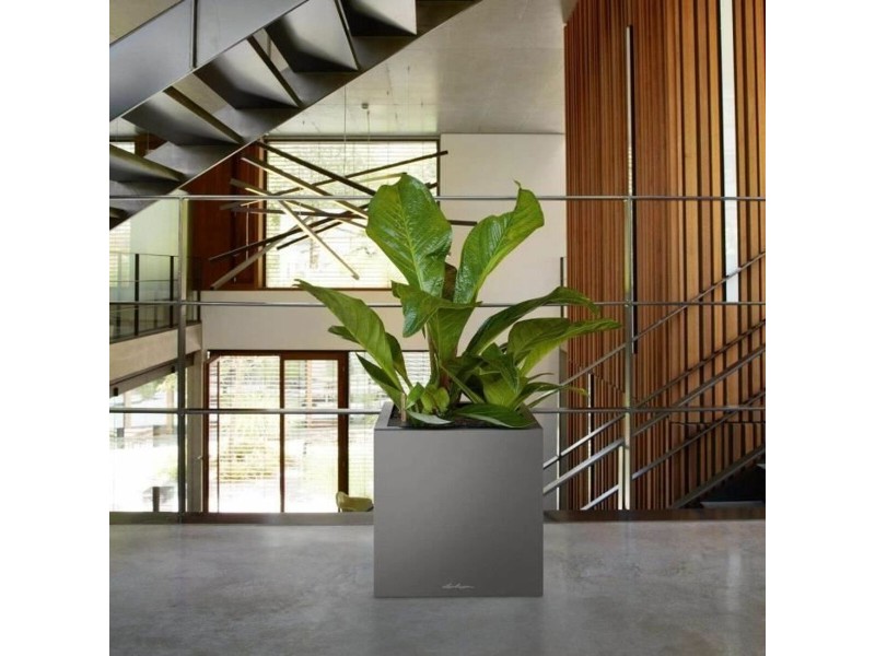 Саксия за самостоятелно поливане Lechuza Антрацит 40 x 40 x 76 cm NaN –  BB Саксии