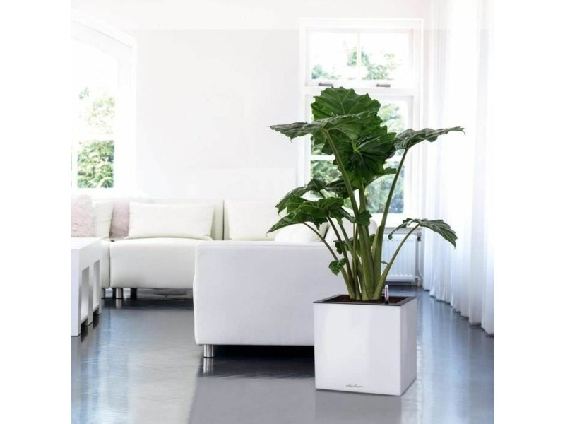 Саксия за самостоятелно поливане Lechuza Антрацит 40 x 40 x 76 cm NaN –  BB Саксии