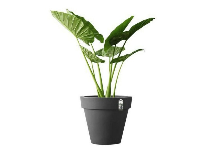 Саксия Elho 8403604042500 Антрацит Ø 40 cm NaN –  BB Саксии